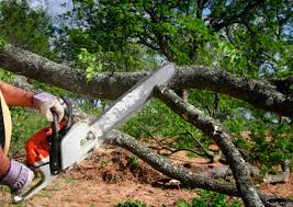 Best Hedge Trimming  in Prichard, AL