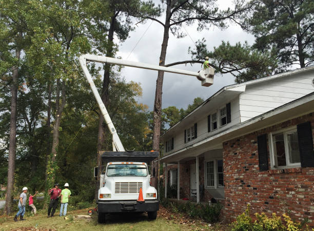 Best Tree Risk Assessment  in Prichard, AL