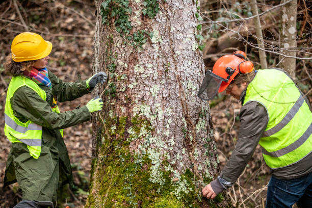 Best Tree Removal  in Prichard, AL