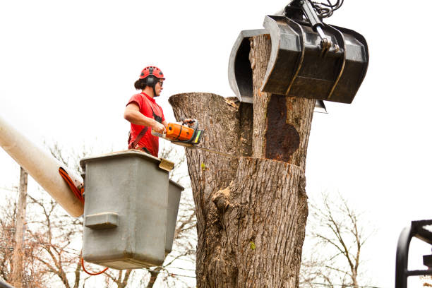 Best Tree Disease Treatment  in Prichard, AL